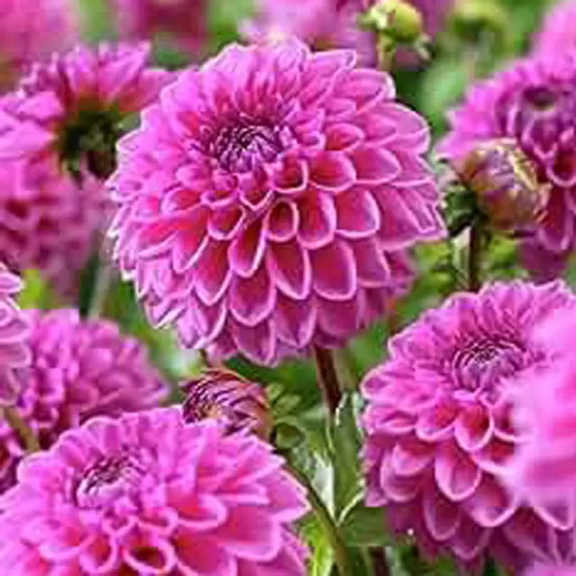 SREE Dahlia Pompon Seed (30 per packet)