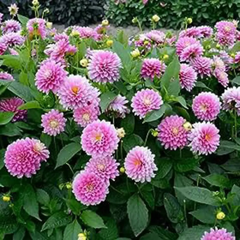 SREE Dahlia Pompon Seed (30 per packet)