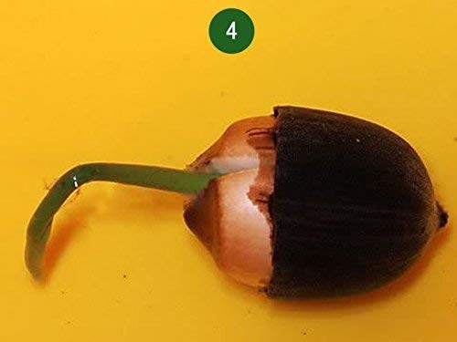 Mix Colour Bowl Lotus Flower Seeds For Home Garden Planting - Easy To Grow 5 beej