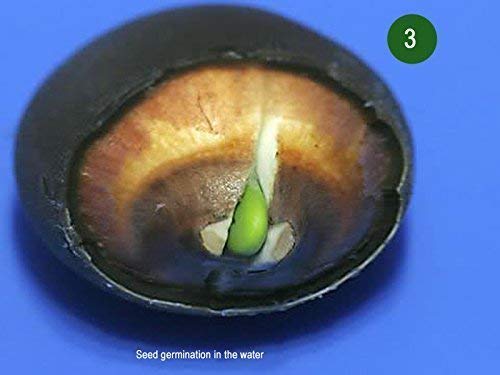 Mix Colour Bowl Lotus Flower Seeds For Home Garden Planting - Easy To Grow 5 beej