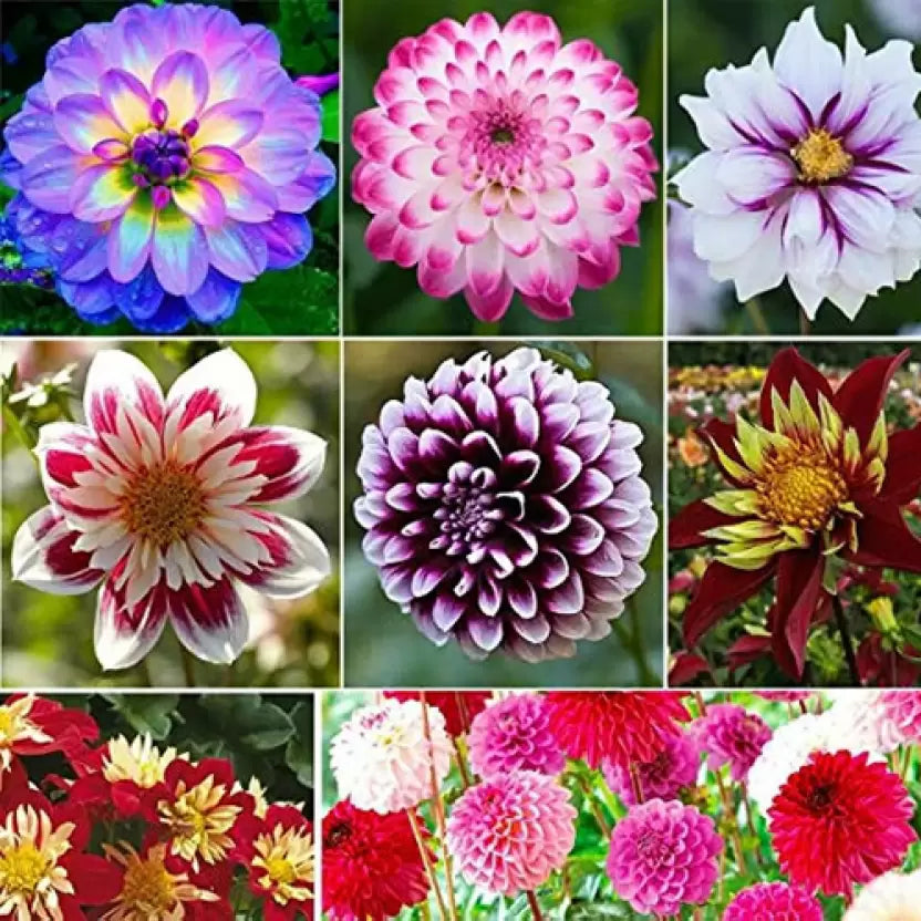 SREE Dahlia Pompon Seed (30 per packet)